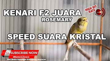 🔴 Masteran Kenari F2 Suara Kristal Cengkok Unik Rosemarry Milik H Ian Locos