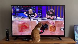 Biggest Masterchef Fan Masterchef Izleyen Kedi