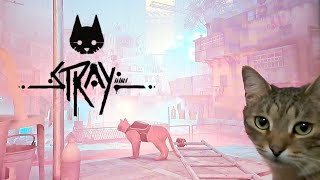 A real cat is watching the cat hero of the video game Stray. 🐈