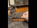 Quel animal le chien a-t-il ramené ? #animaux #animal