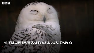 ご存知でしたか？　奇妙で驚くべき動物たちの生態