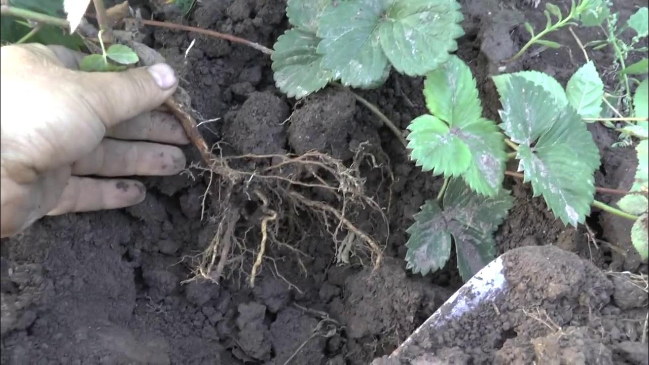Корневая у ежевики. Мульчирование ремонтантной малины. Как пересадить ежевику осенью на новое. Как пересадить ежевику осенью на новое. Посадка ежевики весной.