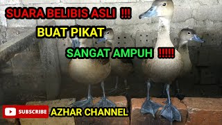 ©SUARA BELIBIS ASLI©{COCOK BUAT HUNTING!!!}