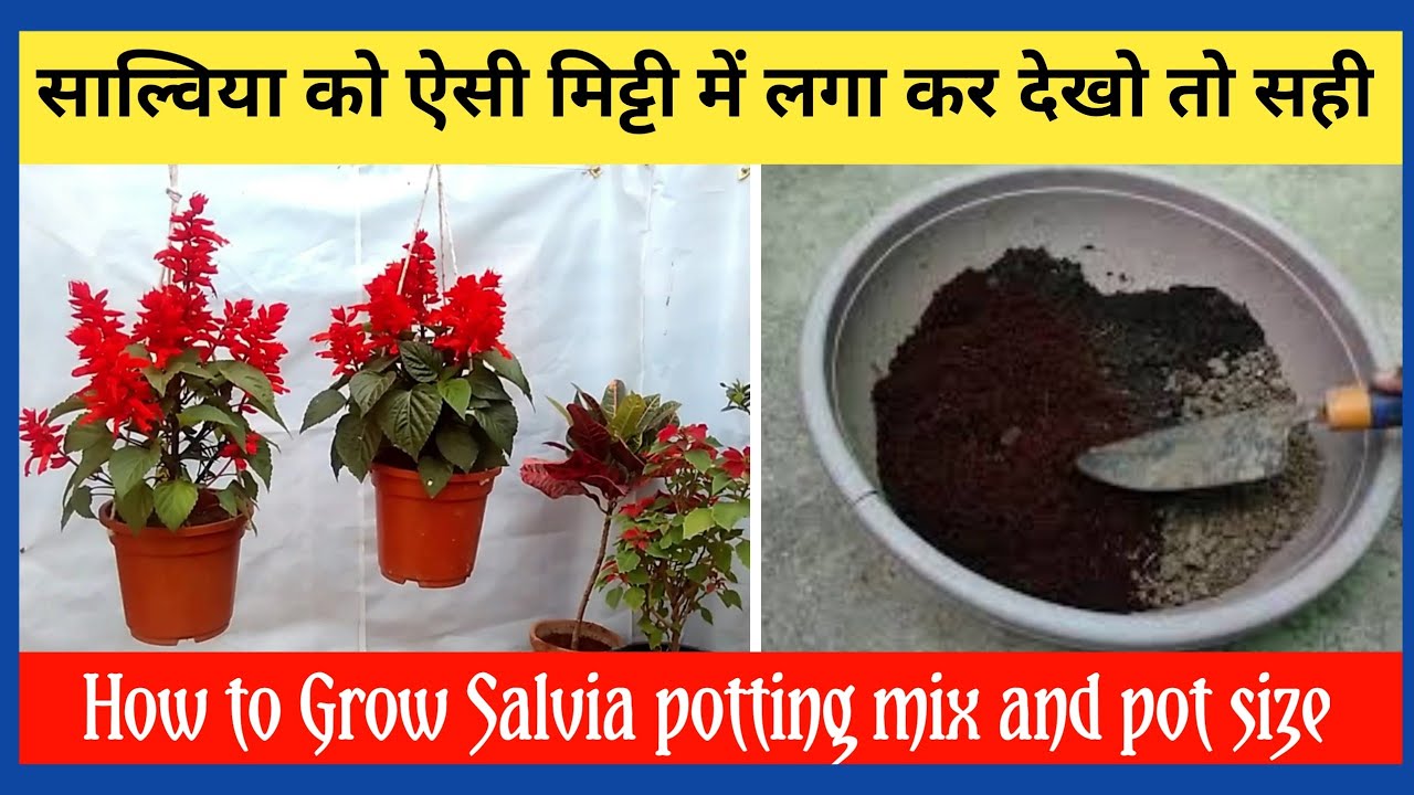 How to Grow Salvia potting mix and pot size