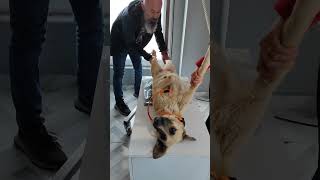 Ausschnitte Live Video Kastration Vom 22.02.2024 In Der Klinik In Aksu Türkei Antalya