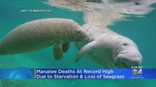 More Manatees Have Died In 2021 Than In Any Other Year In Florida's Recorded History