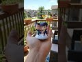 DIY my favorite anime figures!#jojosbizarreadventure   #jotarokujo #jotaroedit #snapfig