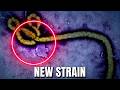 The New Ebola Strain With NO VACCINE: Global Emergency Declared