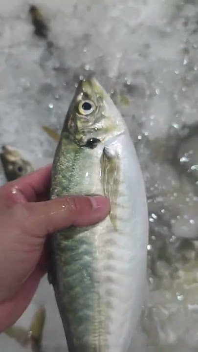 How good fish #dwnl #meatviews