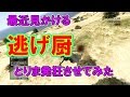 GTA5　最近見かける逃げ厨をボコしてみたｗ
