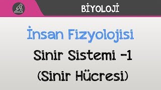 İnsan Fizyolojisi - Sinir Sistemi -1 (Sinir Hücresi)