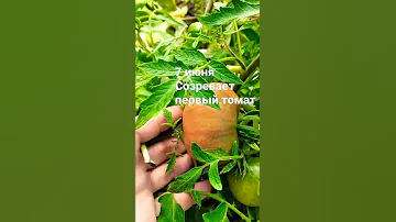 Первый урожай. Томат Монгольский карлик #огород #теплица