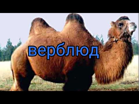 camel ship of the desert , верблюд корабль пустыни