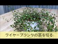 【ベストコレクション】 ワイヤー プランツ 地 植え 増え すぎ 102208