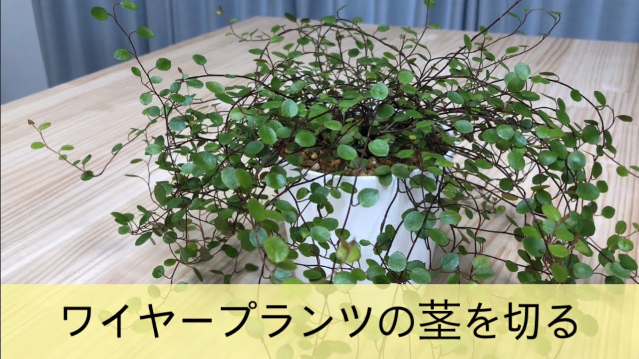 ワイヤープランツの茎を切る 剪定 切り戻し Muehlenbeckia 観葉植物 Youtube