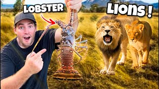 Feeding Lobster To Lion Pride ! Do Big Cats Like Lobsters ?!