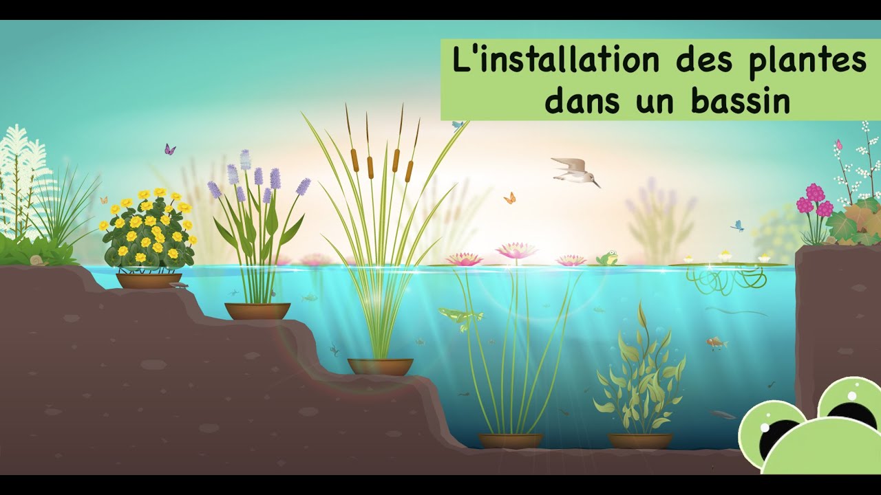 Comment choisir son système de filtration pour étang? > Aquiflor -  Jardinerie Aquatique