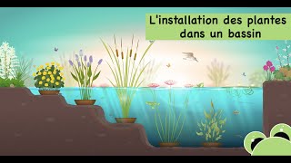 L'installation des plantes aquatiques dans un bassin creusé dans le jardin ou hors sol