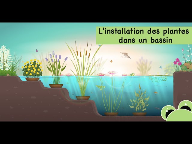 Comment planter un nénuphar dans un panier? > Aquiflor - Jardinerie  Aquatique