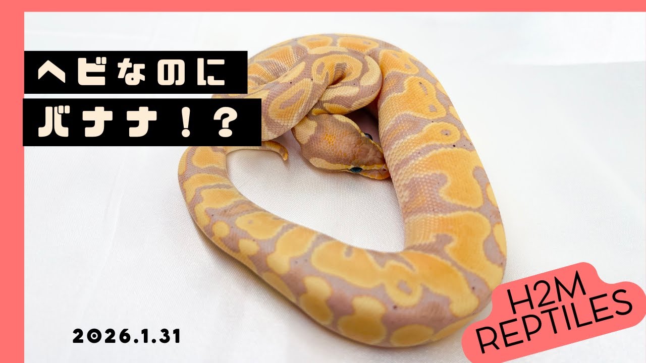 【女性に大人気バナナ】　バナナ・コーラルグロー特集　｜H2M Reptiles