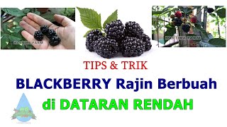 PANEN BUAH BERRY HITAM DI SAMPING RUMAH LAMA KAMI