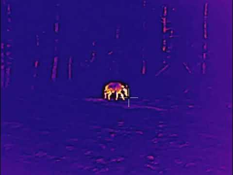 кабан выходит на кормушку тепловизор iray 19w - YouTube
