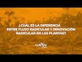 🚨 NUTRICIÓN VEGETAL: RAICES Y LA ABSORCIÓN DE NUTRIENTES