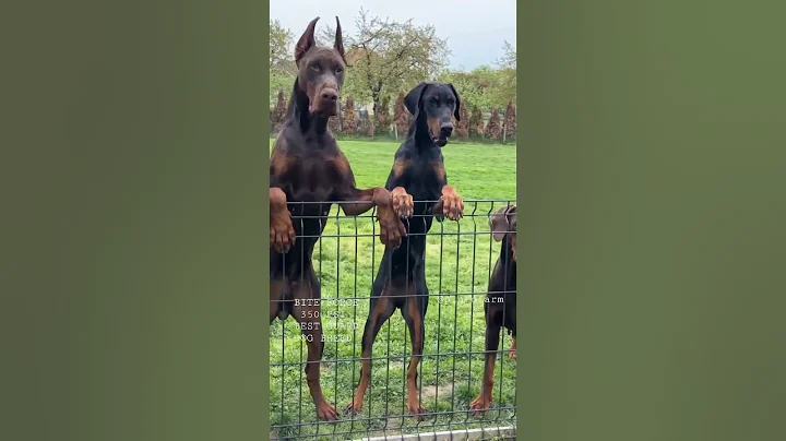 Aggressive Dobarman Dog Family 🥵 || Doberman Dog Guard Our Territory 😱🔥 #shorts - DayDayNews