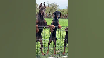 Aggressive Dobarman Dog Family Doberman Dog Guard Our Territory Shorts 