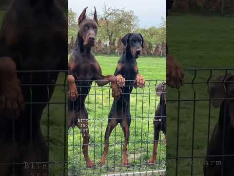वीडियो: 10 सबसे बड़े कुत्ते नस्लों