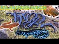 March of the Salamanders