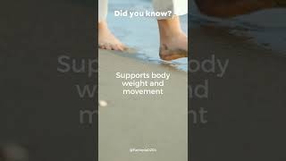 Feet: The Foundation of Movement