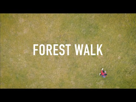 Forest walk