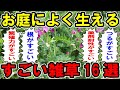 お庭によく生えるすごい雑草16選【お庭解説】