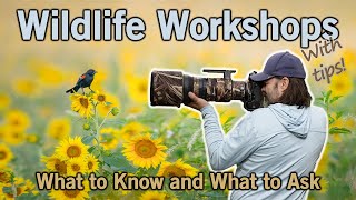 Wildlife Photography Workshop.. Are they right for you?