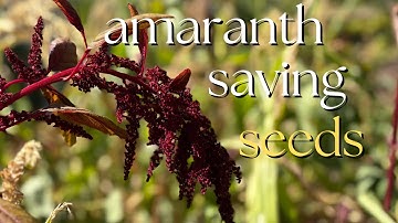 how to save amaranth seeds