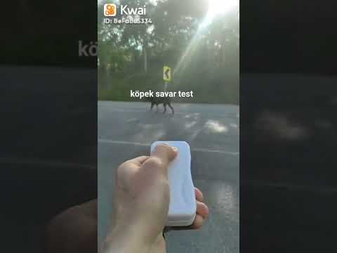 Köpek savar testi