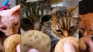 My Cats React To Potato