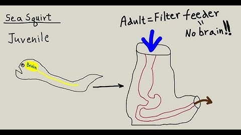 More thoughts on dementia & beta amyloid, prion mechanisms of propagation & activation of NMDA recep