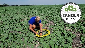 Canola School: Second-guessing what