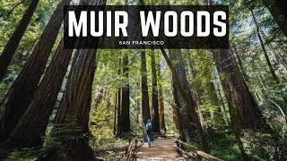 Muir Woods National Monument: Hiking Cathedral Grove, Bohemian Grove & Redwood Creek