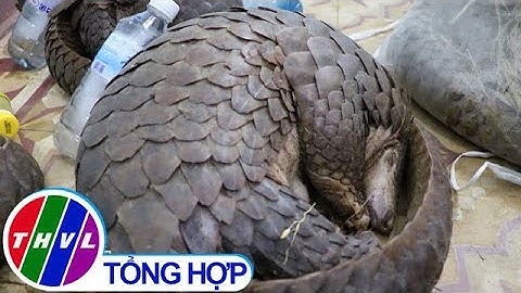 THVL | Truy đuổi người đàn ông vận chuyển 5 cá thể tê tê quý hiếm