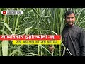 ঘাস চাষ করে ঢাকার খামারিদের চাহিদার যোগান ও সারাদেশে কাটিং সরবরাহ করে সফল ঘাস চাষি মানিকগঞ্জের সবুজ।
