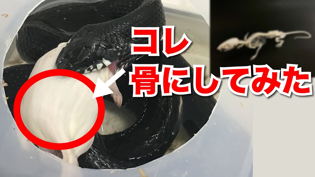 蛇のエサ用マウスから骨格標本を作る方法 - YouTube