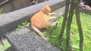 Serene Yellow Cat Basking in Sunlight and Relaxing Peacefully on a Warm Sunny Afternoon in a Garden