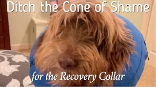 REVIEW: BENCMATE Protective Inflatable Collar for Dogs and Cats