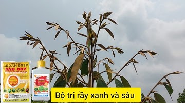 Hướng Dẫn Cắt Tỉa Cành và Cắt Đọt Sầu Riêng Ri6 Tại Lâm Đồng