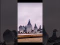 حمام الزاجل المانيا الاردن مصر زواجل سوريا سباق الزاجل صيد لبنان العراق حمام الشام يوميات