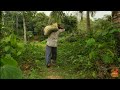 Healthy Black Bitter Gourd ශක්තිමත්ව ඉන්න කලුකරවිල කන්න😋😋😋😋