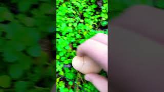 You Have Never Seen Such a SUPER RARE Egg !!